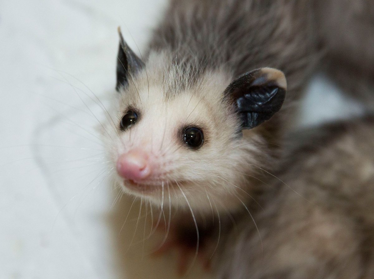 Extra small opossum